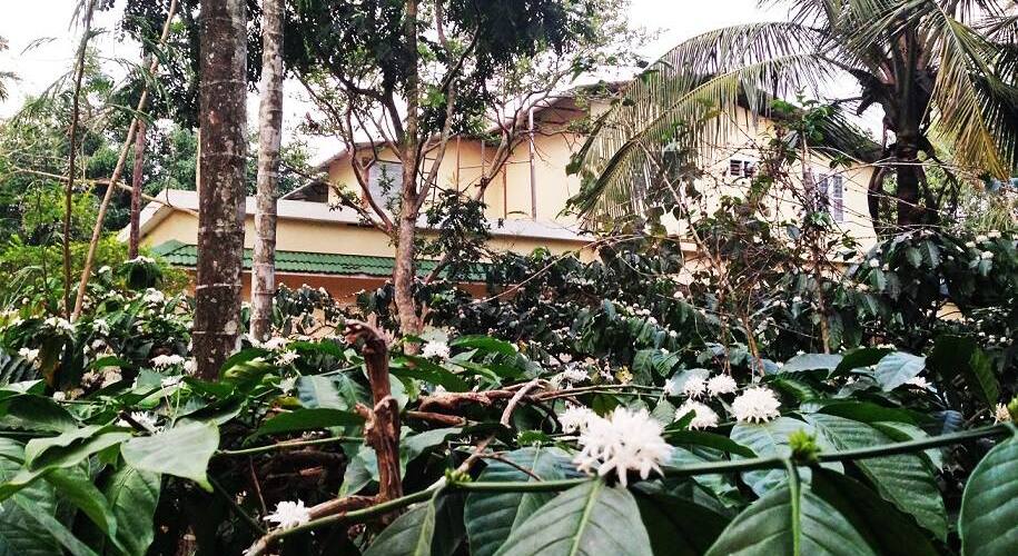 Lush Green Hut, Wayanad 4